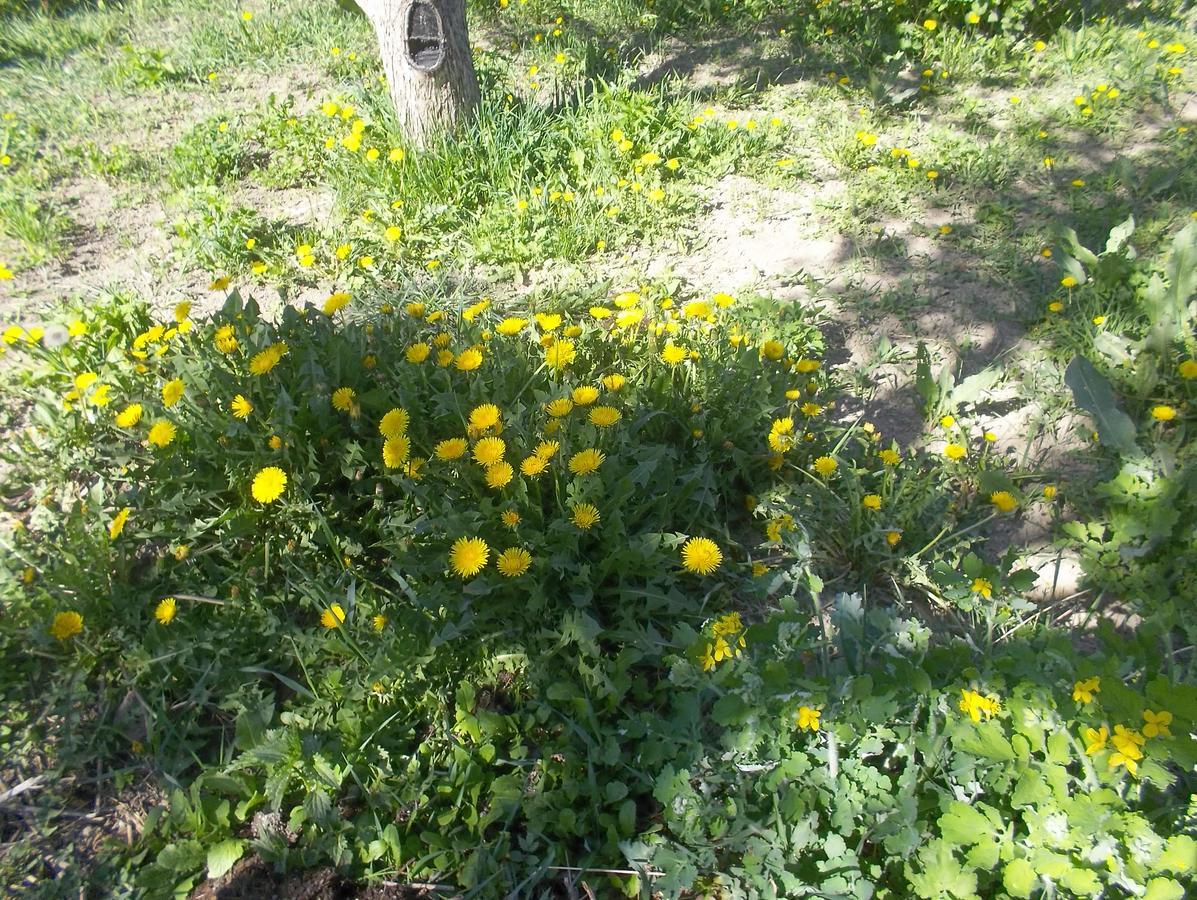 Готель Issyk-Kul - Camping Grigoryevka Grigor'yevka Екстер'єр фото